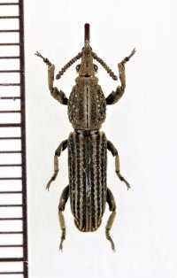 ミツギリゾウムシの一種　 Brentidae species　♀　インドネシア（ニューギニア島）