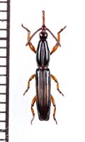 ミツギリゾウムシの一種　Brentidae species　♀　ソロモン諸島（ガダルカナル島）