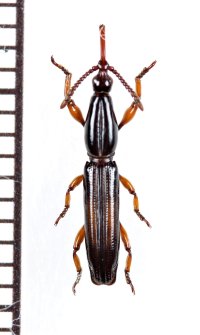 ミツギリゾウムシの一種　Brentidae species　♀　ソロモン諸島（ガダルカナル島）