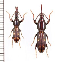 ミツギリゾウムシの一種　 Brentidae species　ペア　インドネシア（ボルネオ島）
