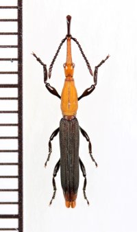 ミツギリゾウムシの一種　 Brentidae species　♂　インドネシア（ニューギニア島）