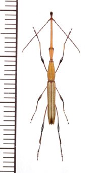 ミツギリゾウムシの一種　 Ithystenus sp.　♂　インドネシア（ニューギニア島）
