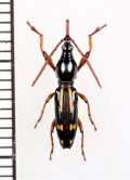 ミツギリゾウムシの一種　Brentidae species　♀　ソロモン諸島（ガダルカナル島）