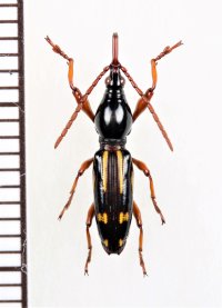 ミツギリゾウムシの一種　Brentidae species　♀　ソロモン諸島（ガダルカナル島）