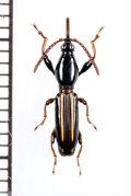 ミツギリゾウムシの一種　Brentidae species　♀　ソロモン諸島（ガダルカナル島）
