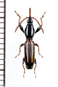 ミツギリゾウムシの一種　Brentidae species　♀　ソロモン諸島（ガダルカナル島）