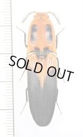 眼状紋を持つベニボタル擬態のコメツキムシの一種　Elateridae species　ペルー