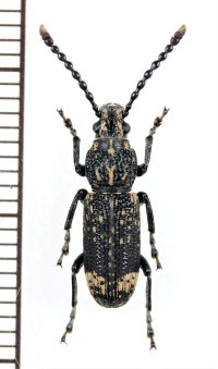 ナガフトヒゲナガゾウムシ　♂　京都府