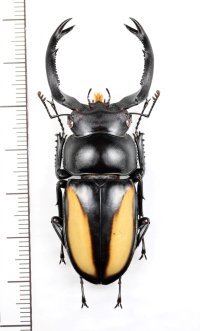 ボイレアウシカクワガタ　♂59.5mm　ベトナム北東部