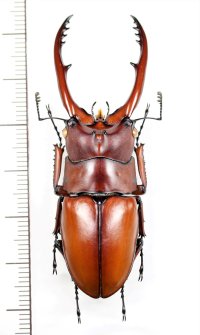 アスタコイデスノコギリクワガタ　♂61.7mm　ベトナム北東部