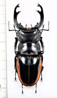 クベラツヤクワガタ  特大♂89.5mm　ベトナム(ベトナム中部)