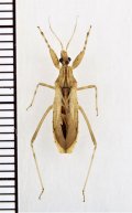 モモブトトビイロサシガメ　♂　石垣島