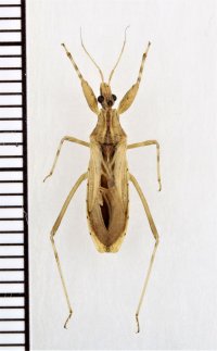 モモブトトビイロサシガメ　♂　石垣島