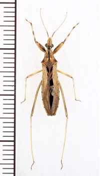 ヒゲナガトビイロサシガメ　♂　与那国島