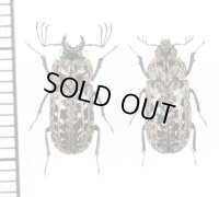クシヒゲマダラクワガタの一種　Mitophyllus arcuatus　ペア　ニュージーランド