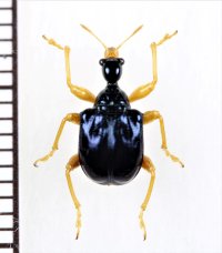 オトシブミの一種　Attelabidae species　 ベトナム中部
