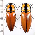 コメツキムシの一種　Campsosternus vitalisianus　ペア　 ベトナム北東部
