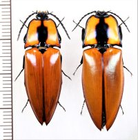 コメツキムシの一種　Campsosternus vitalisianus　ペア　 ベトナム北東部