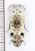 コメツキムシの一種　Cryptalaus lacteus　 インドネシア（ボルネオ島）