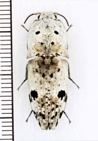 コメツキムシの一種　Cryptalaus lacteus　 インドネシア（ボルネオ島）