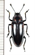 オオキノコムシの一種 　Erotylidid species　 インドネシア（ボルネオ島）