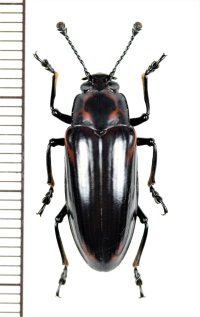 オオキノコムシの一種 　Erotylidid species　 インドネシア（ボルネオ島）