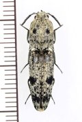 コメツキムシの一種　Elateridae species　インドネシア（ボルネオ島）