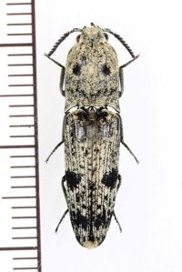 コメツキムシの一種　Elateridae species　インドネシア（ボルネオ島）