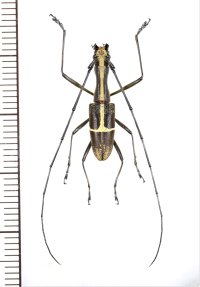 カミキリムシの一種　 Gnoma vittaticollis　♂　インドネシア（ボルネオ島）