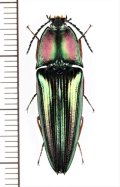 コメツキムシの一種　Campsosternus latiusculus　♀　 インドネシア（ボルネオ島）