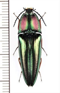 コメツキムシの一種　Campsosternus latiusculus　♀　 インドネシア（ボルネオ島）