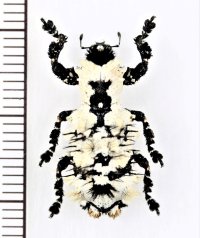 地衣類に擬態したゾウムシの一種　Lithinus nigrocristatus　マダガスカル