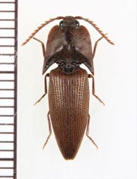 コメツキムシの一種　Elateridae species　インドネシア（ボルネオ島）