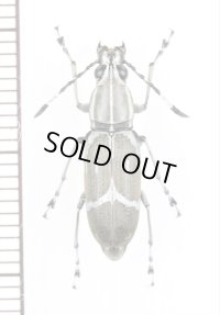 ヒゲナガゾウムシの一種　Anthribidae species　インドネシア（ボルネオ島）