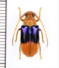 カミキリムシの一種　 Astathes levis　♀　インドネシア（ボルネオ島）
