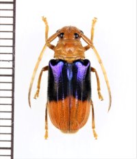 カミキリムシの一種　 Astathes levis　♀　インドネシア（ボルネオ島）