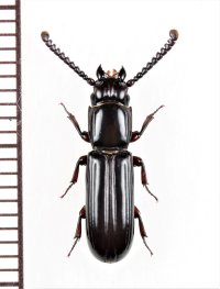 ツツヒラタムシの一種　Passandra sp.　インドネシア（ボルネオ島）