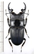 ネブトクワガタの一種　Aegus platyodon leopoldi　♂41.8mm　インドネシア(ニューギニア島)