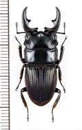ネブトクワガタの一種　Aegus acuminatus acuminatus　♂31.7mm　インドネシア(ボルネオ島)