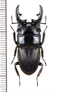 ネブトクワガタの一種　Aegus acuminatus acuminatus　♂31.7mm　インドネシア(ボルネオ島)