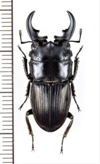 ネブトクワガタの一種　Aegus acuminatus cicatricosus　♂29.3mm　インドネシア(ジャワ島)