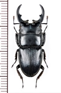 ネブトクワガタの一種　Aegus sp.　♂29mm　ベトナム北東部