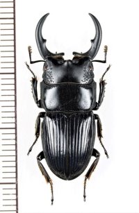 ネブトクワガタの一種　Aegus sp.　♂30.2mm　ベトナム北東部