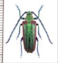 カミキリムシの一種　Oxypeltus quadrispinosus　♂　チリ