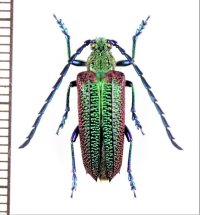 カミキリムシの一種　Oxypeltus quadrispinosus　♂　チリ