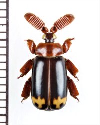 ヒゲブトオサムシ族の一種　Cerapterus horsfieldi　中国（雲南省）