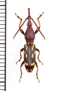 ミツギリゾウムシの一種　Brentidae species　ベトナム中部