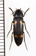 オオキノコムシ擬態のナガクチキムシの一種　Melandryidae species　ベトナム北東部