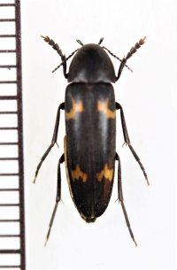 オオキノコムシ擬態のナガクチキムシの一種　Melandryidae species　ベトナム北東部