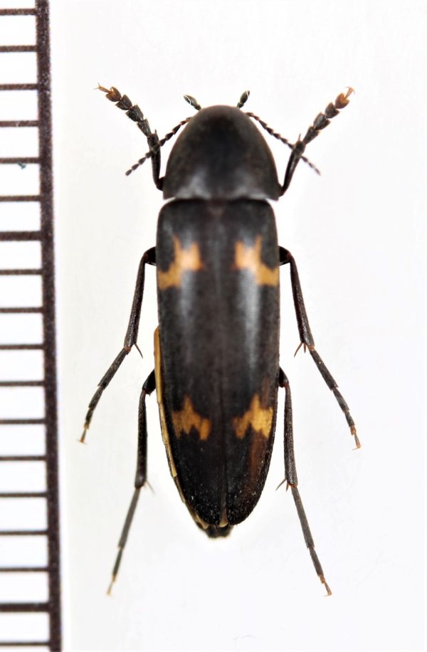 画像1: オオキノコムシ擬態のナガクチキムシの一種　Melandryidae species　ベトナム北東部